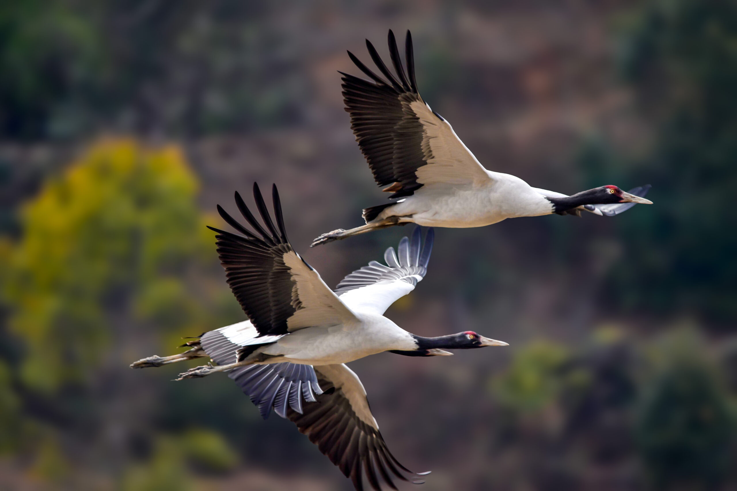 Black Neck Cranes